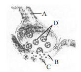 Neural Control and Coordination mcq question image